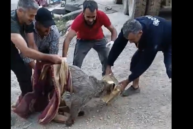  Yavru ayı böyle  kurtarıldı