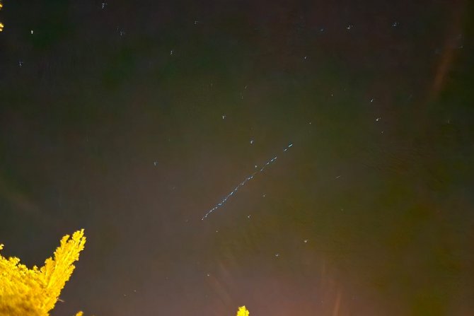 Starlink uyduları Çukurca semalarında görüntülendi