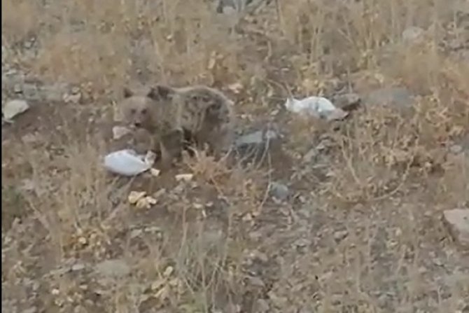 Bılêcan köyünde karşılaştıkları ayıya yiyecek verdiler
