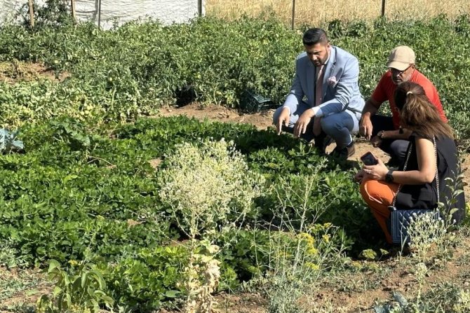 Hakkari'de yer fıstığı yeryüzüne çıktı