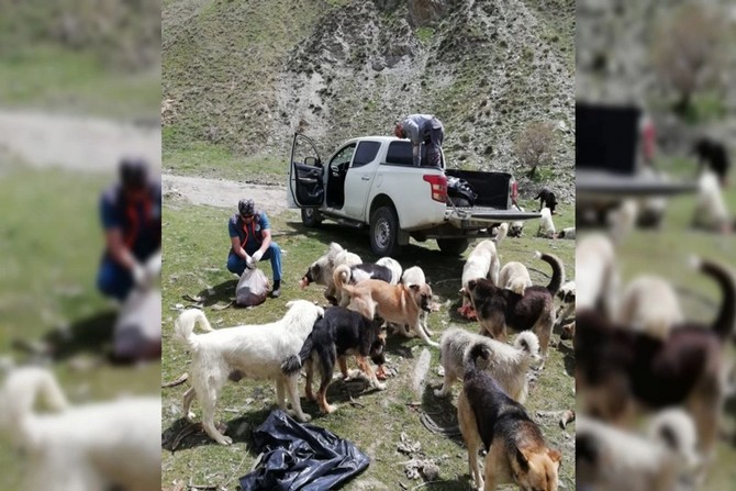 Hakkari’de can dostlara yiyecek bırakıldı