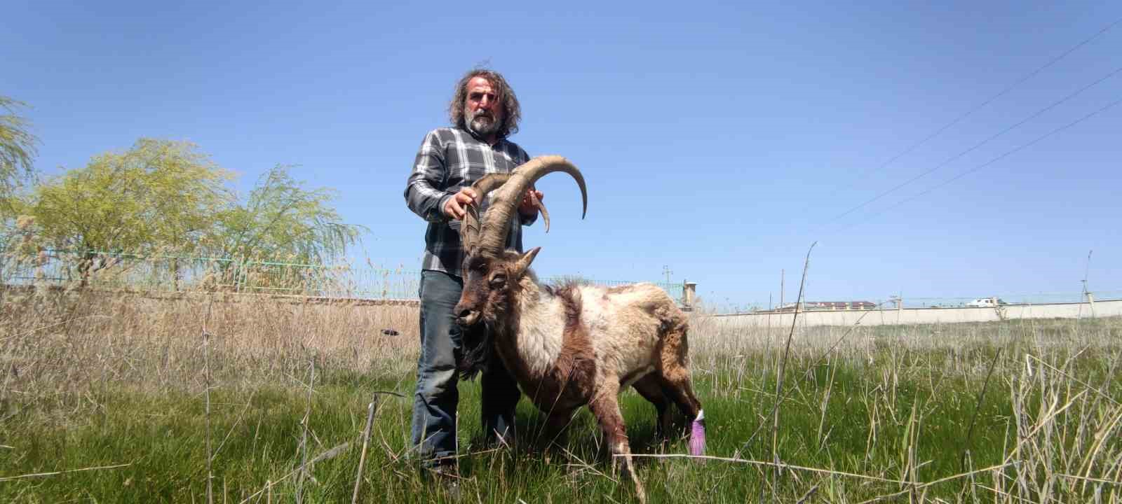Yaralı Yaban Keçisi Tedavi Altına Alındı