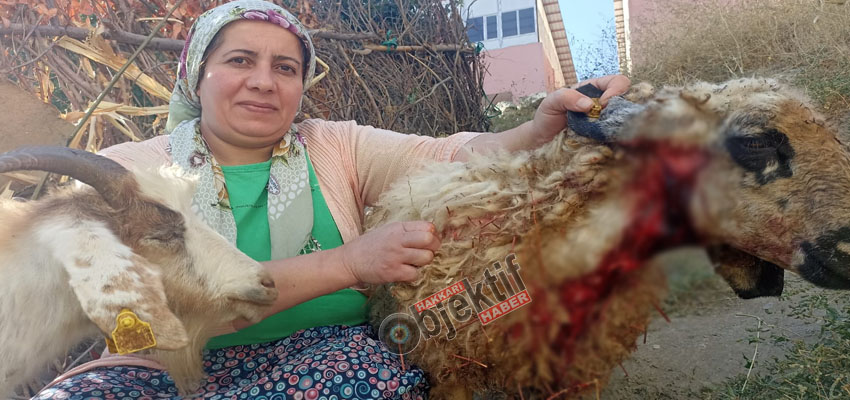 Köpeklerin saldırısı sonucu 5 koyun telef oldu