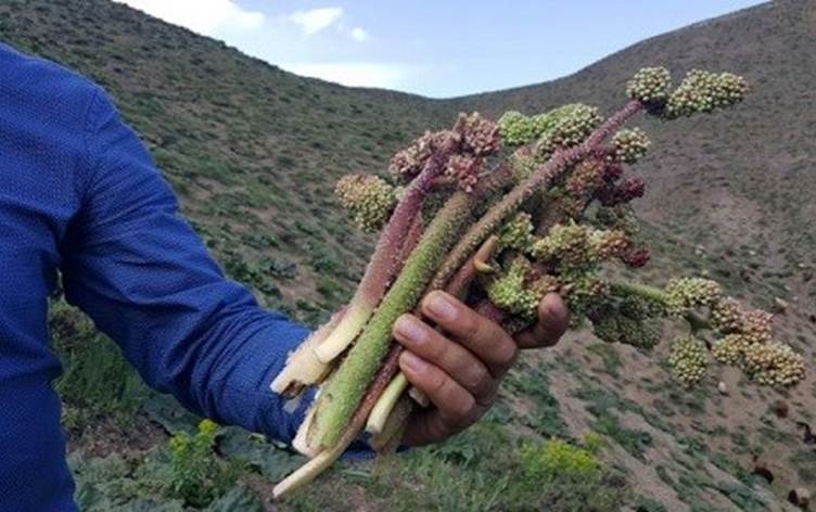 Uçkun toplarken dereye düşen 7 yaşındaki çocuk kurtarılamadı