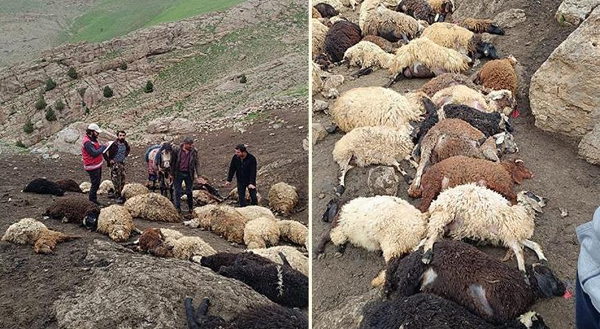 Feci Olay! Tam 100 Koyun Öldü