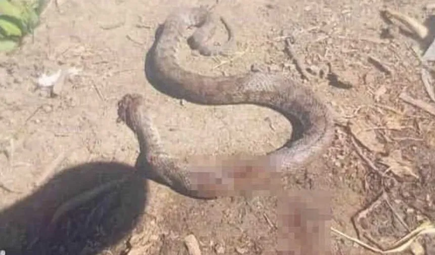 Hakkari'de Engerek yılanı öldürüldü