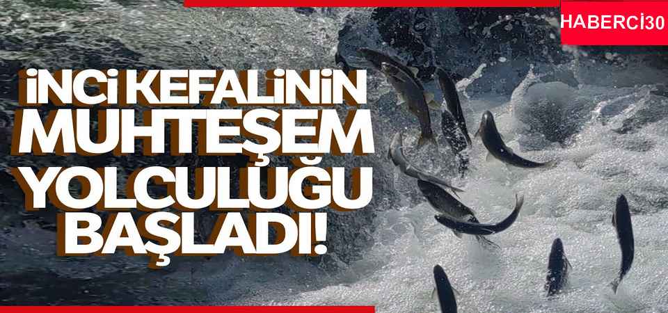 İnci kefalinin muhteşem yolculuğu başladı