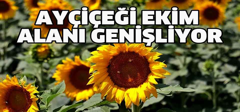 Yüksekova'da ayçiçeği ekimi