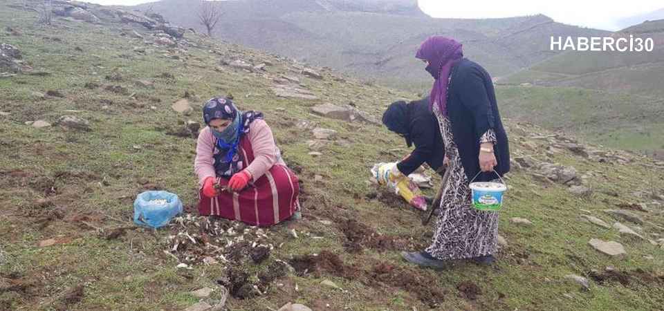 Kenger bitkisini toplama sezonu başladı