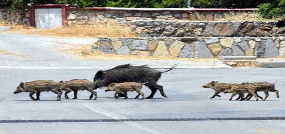 Aç kalan domuz sürüsü Yüksekova'da görüntülendi