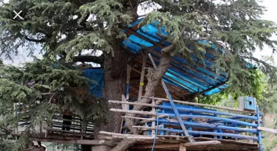 Ormanın içindeki ağaç evde huzur dolu bir yaşam