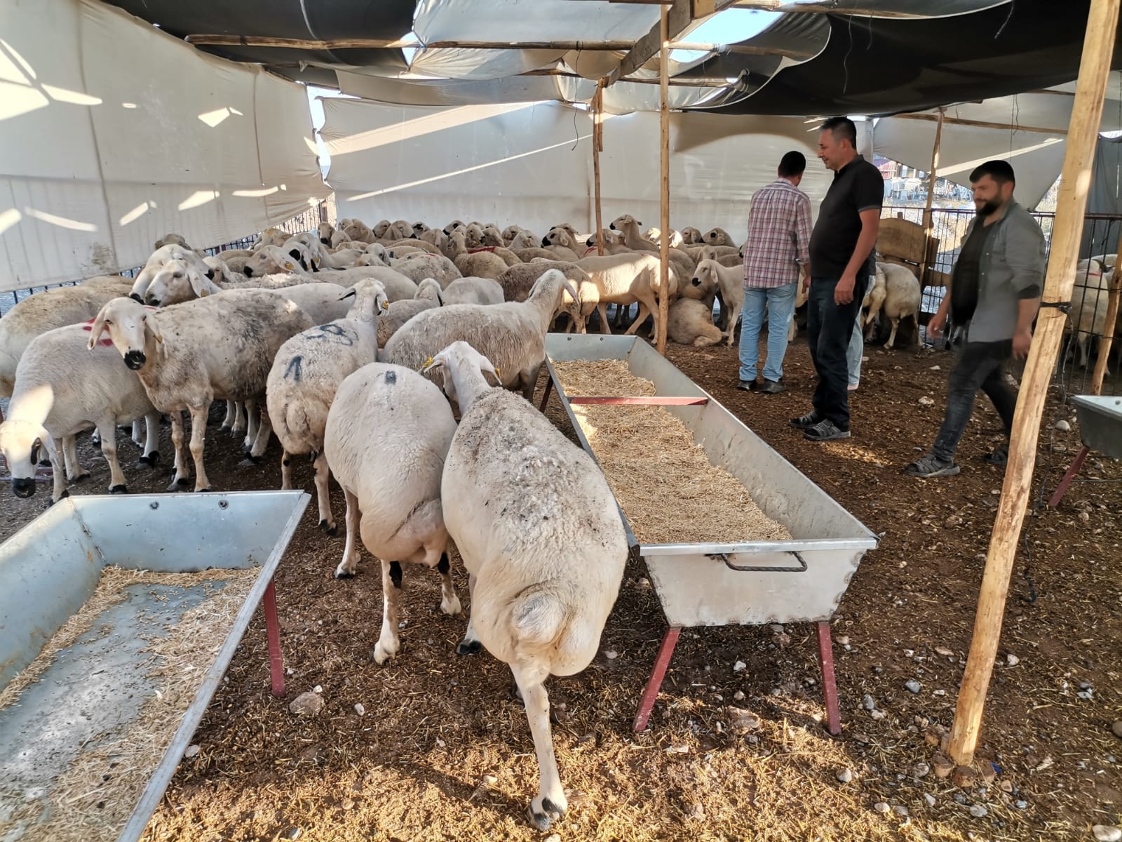 KURBAN PANAYIRI KURULDU