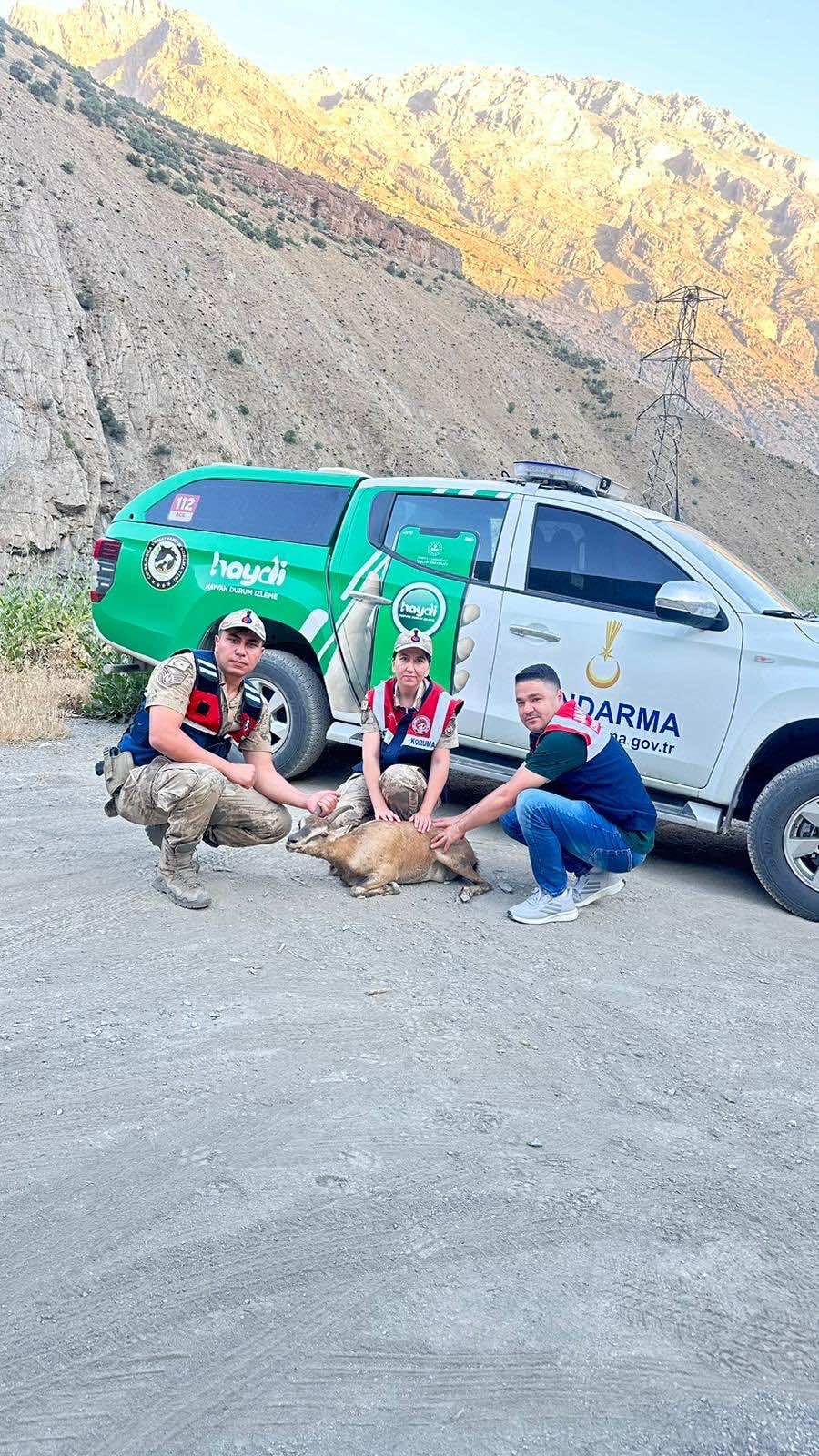 JANDARMA'DAN YARALI DAĞ KEÇİSİNE ŞEFKAT ELİ
