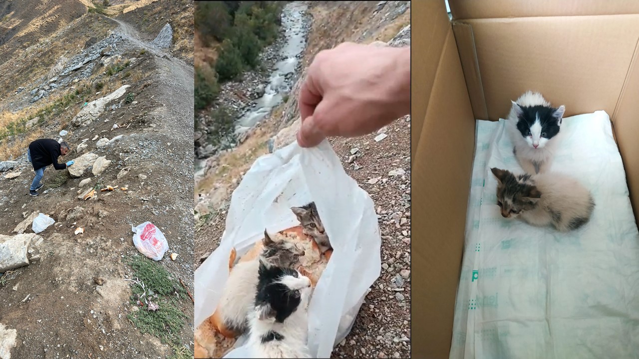Hakkari’de ölüme terk edilen kediler kurtarıldı
