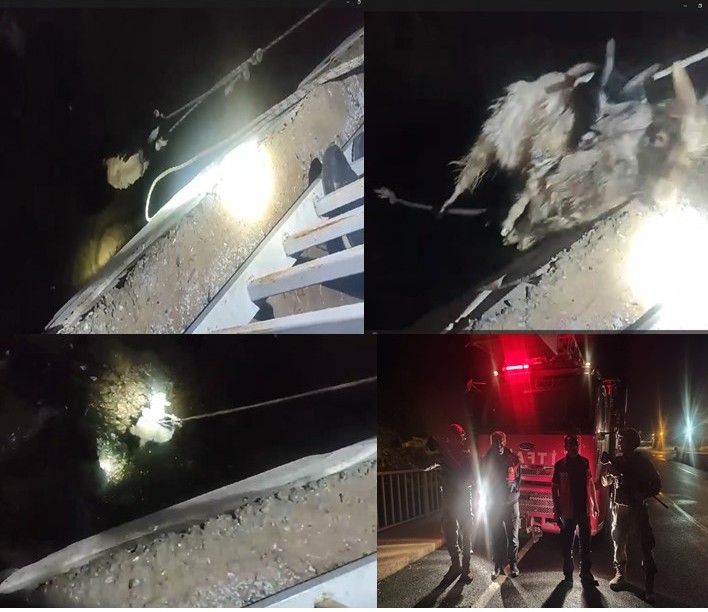 Zap suyunda nefes kesin oğlak kurtarma operasyonu