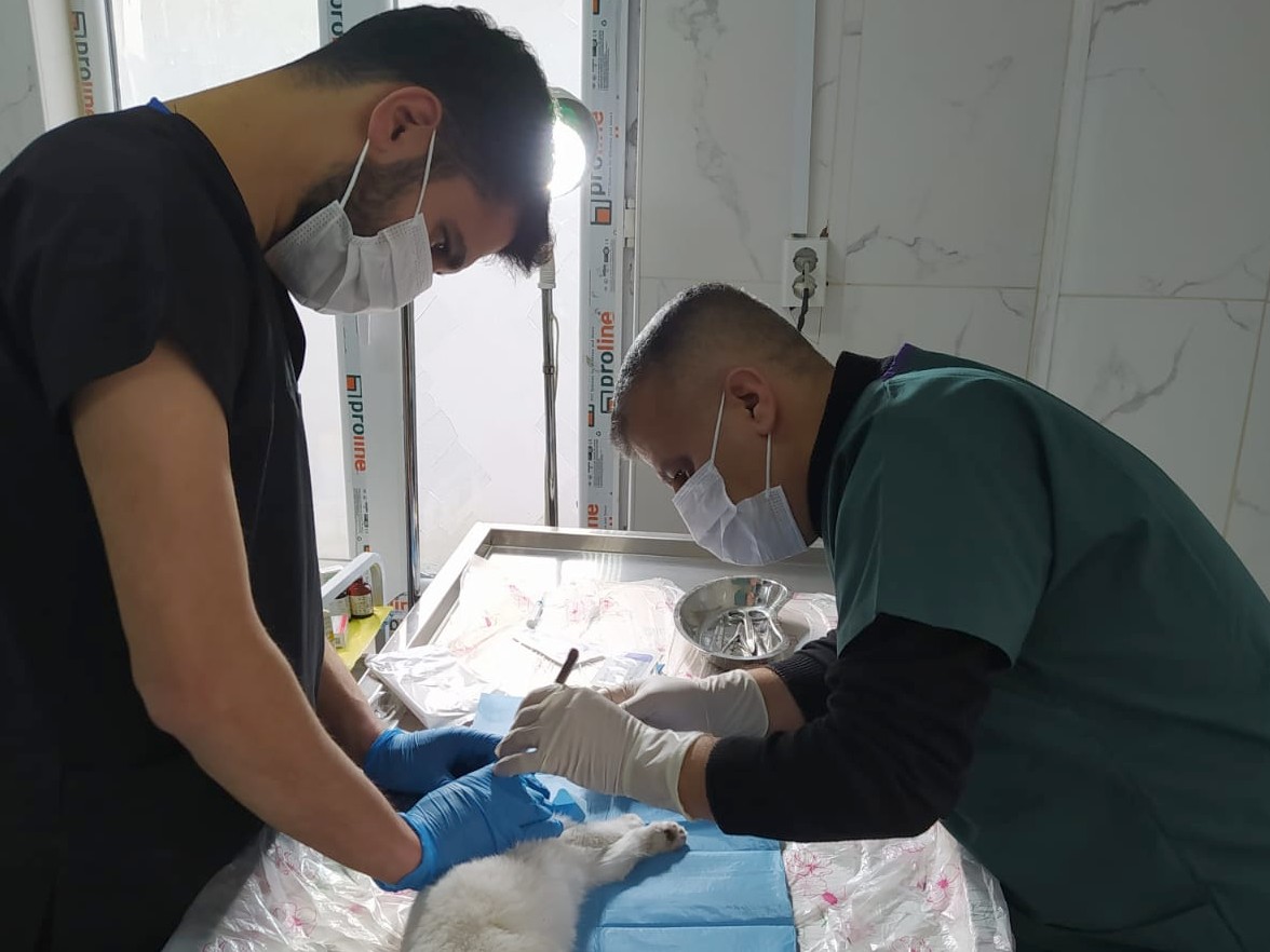 Hakkâri’de gözü dışarı çıkan kedi ameliyat edildi