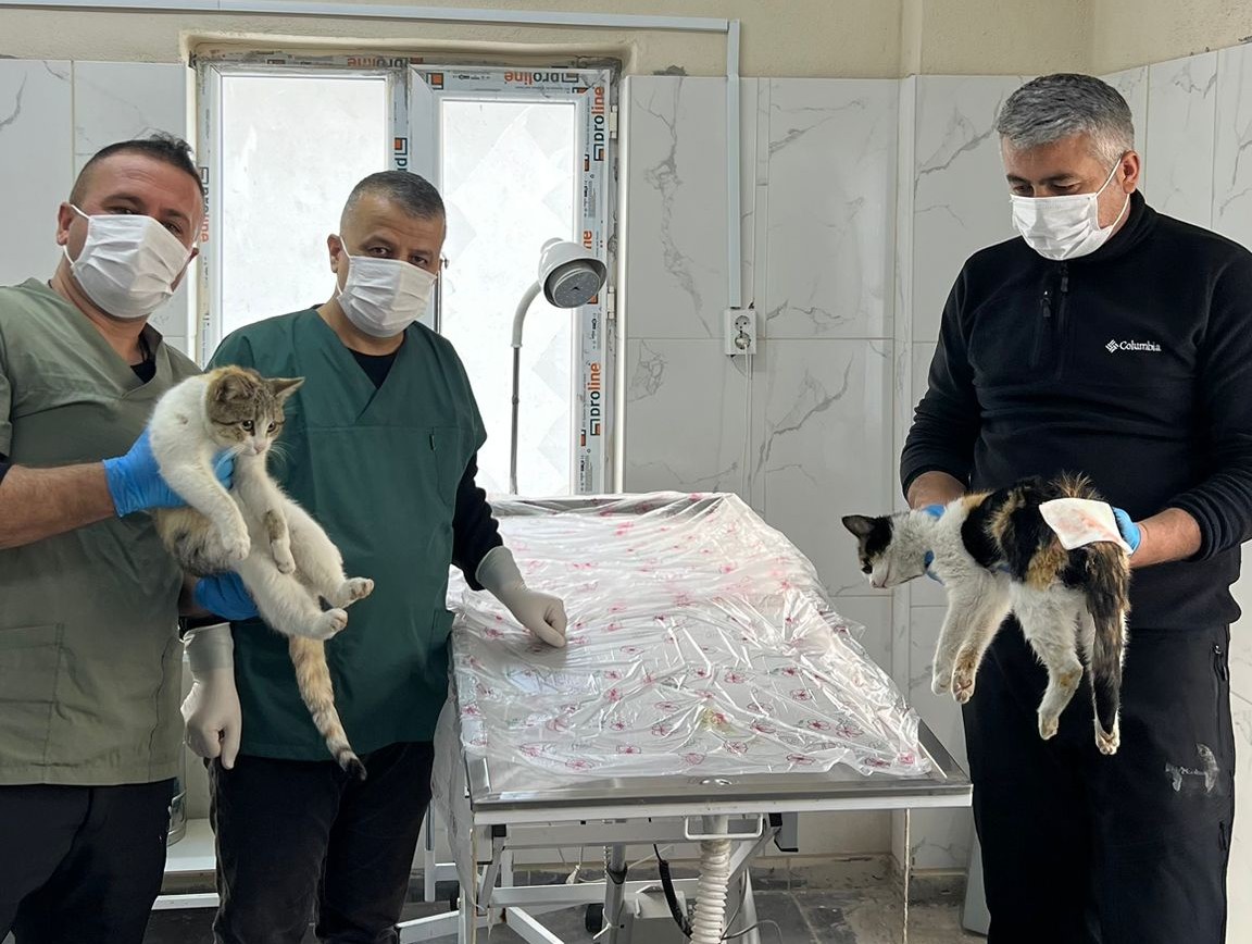 Dondurucu Soğukta Donma Tehlikesi Geçiren Kediler Kurtarıldı