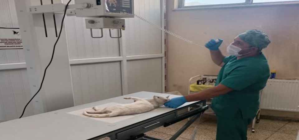 Jandarma Haydi ekibi sokak kedisi için harekete geçti