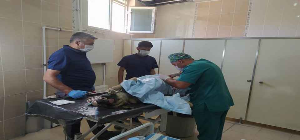 Hakkari'deki can dostlara kuduz aşısı yapıldı