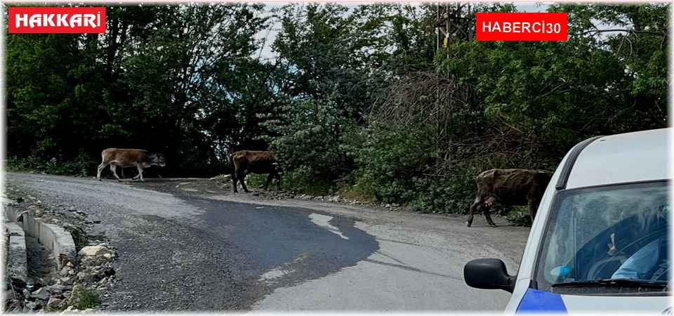 Hakkari’de başıboş inek kent dışına çıkartılıyor