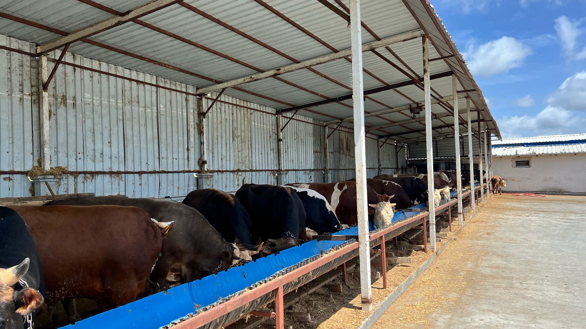  Bayramı Hareketliliği: 15 Günde 600 Kurban Satıldı”