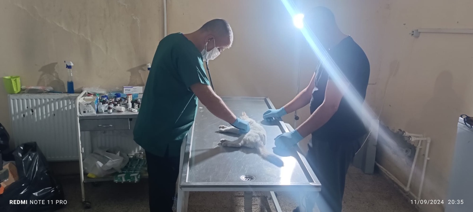 Hakkari’de kalbi duran kediye kalp masajı yapıldı