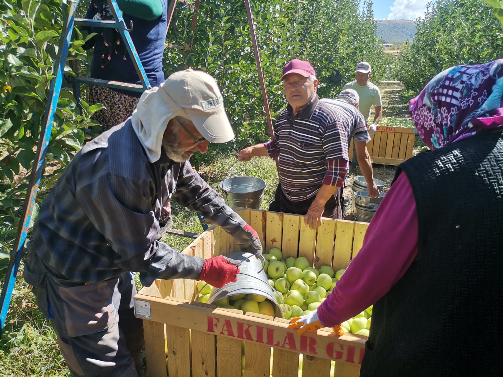  60 BİN TON ELMA REKOLTESİ BEKLENİYOR