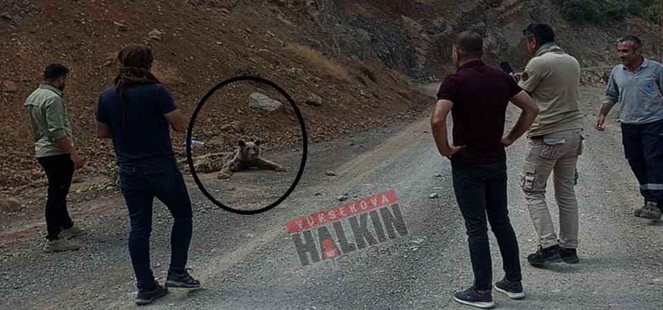 Hakkari'de Dağdan düşen ayı tedavi altına alındı