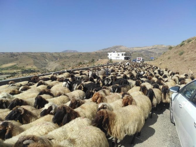 Göçer Yolculuğu  2 ay sürecek