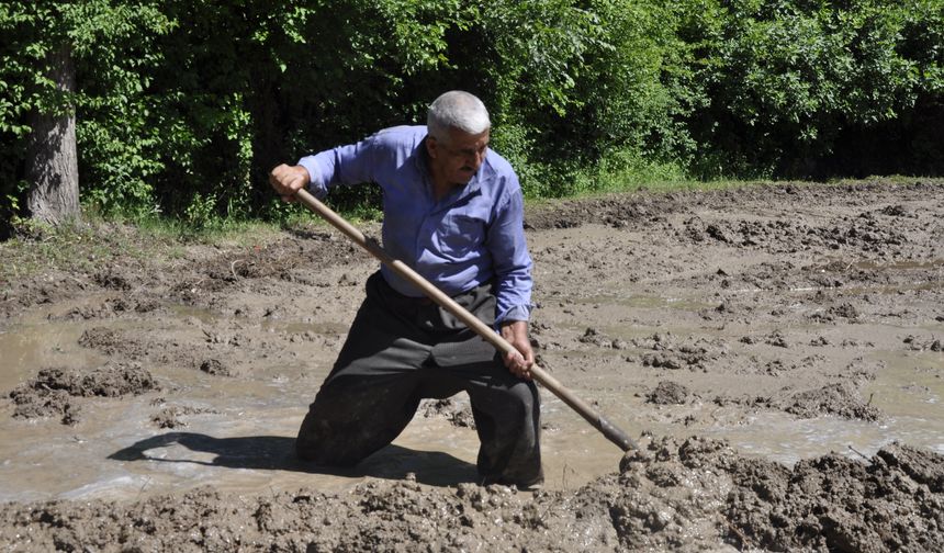 Çiftçiler çeltik ekimine devam ediyor