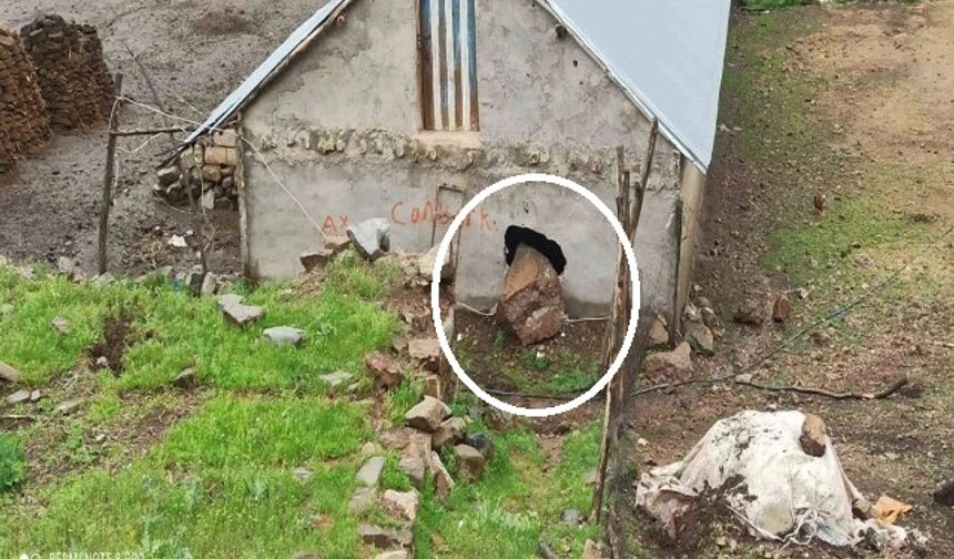 Dağdan kopan kaya parçası ahırın duvarını deldi