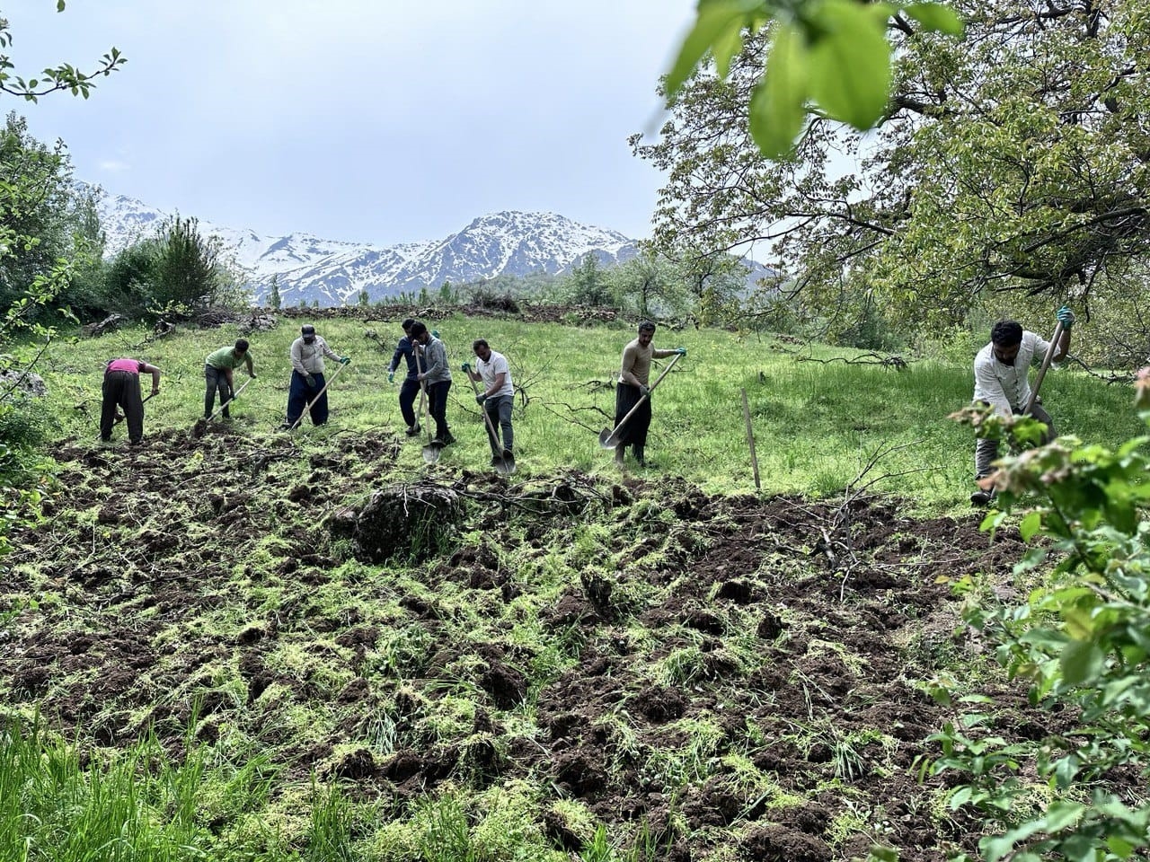 Sınır 'da imece usulü bağ çapalama mesaisi