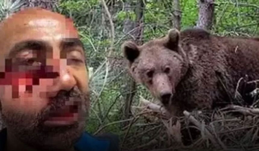 Hakkari'de tarlasına gitti iki ayının saldırısına uğradı