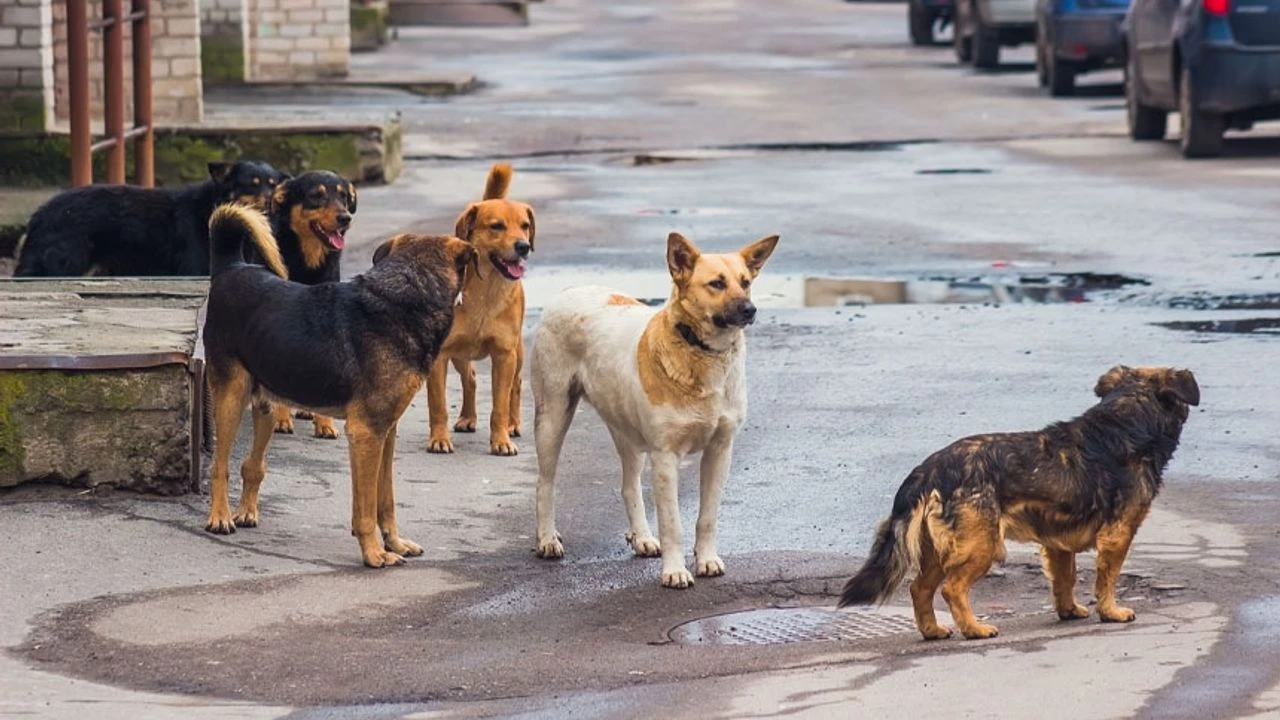 Başıboş Sokak Köpekleriyle İlgili Yeni Adım