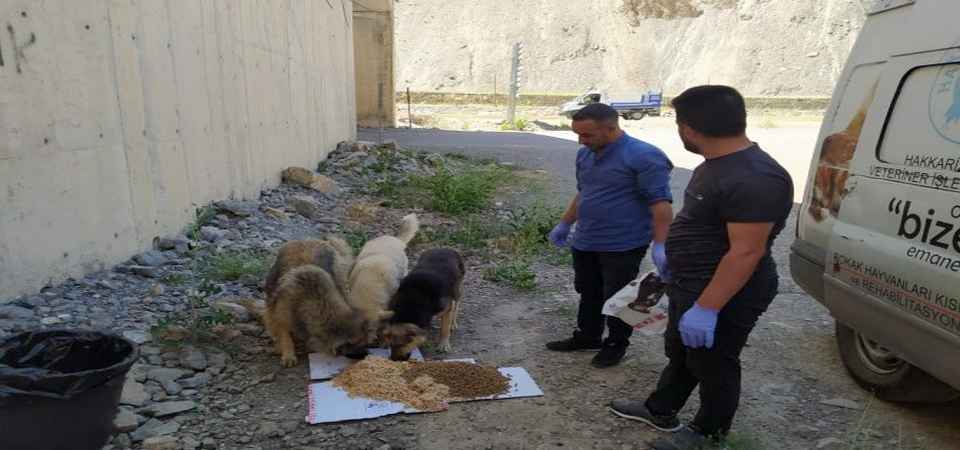 Hakkari’de sokak hayvanlarına sakatat bırakıldı