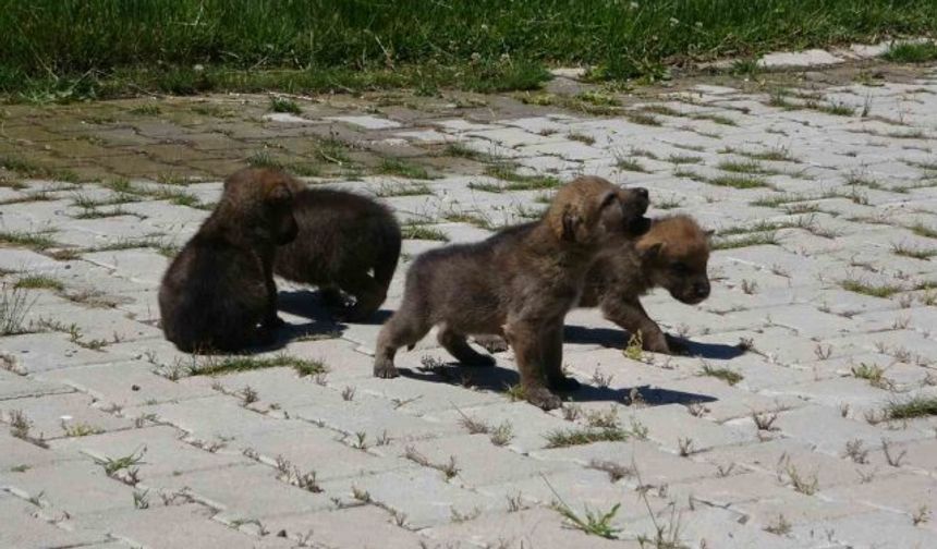 4 kurt yavrusu koruma altına alındı