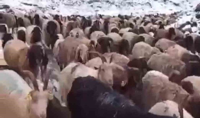 Mayıs ayında Koyun sürüsü ve güller kar altında kaldı