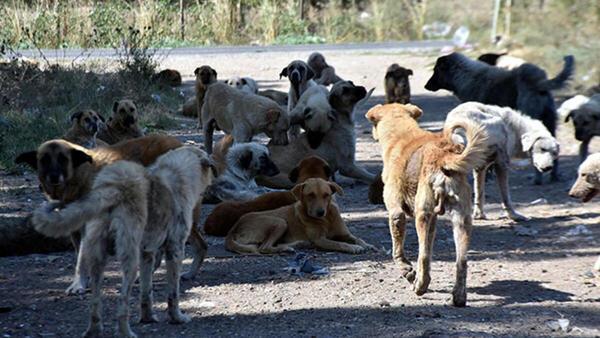 Köpeğin saldırdığı çocuk yaşamını yitirdi