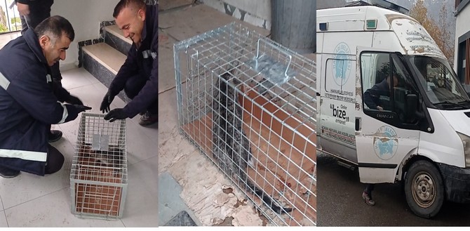 İl Özel İdaresinde Yavru Kedi Seferberliği..