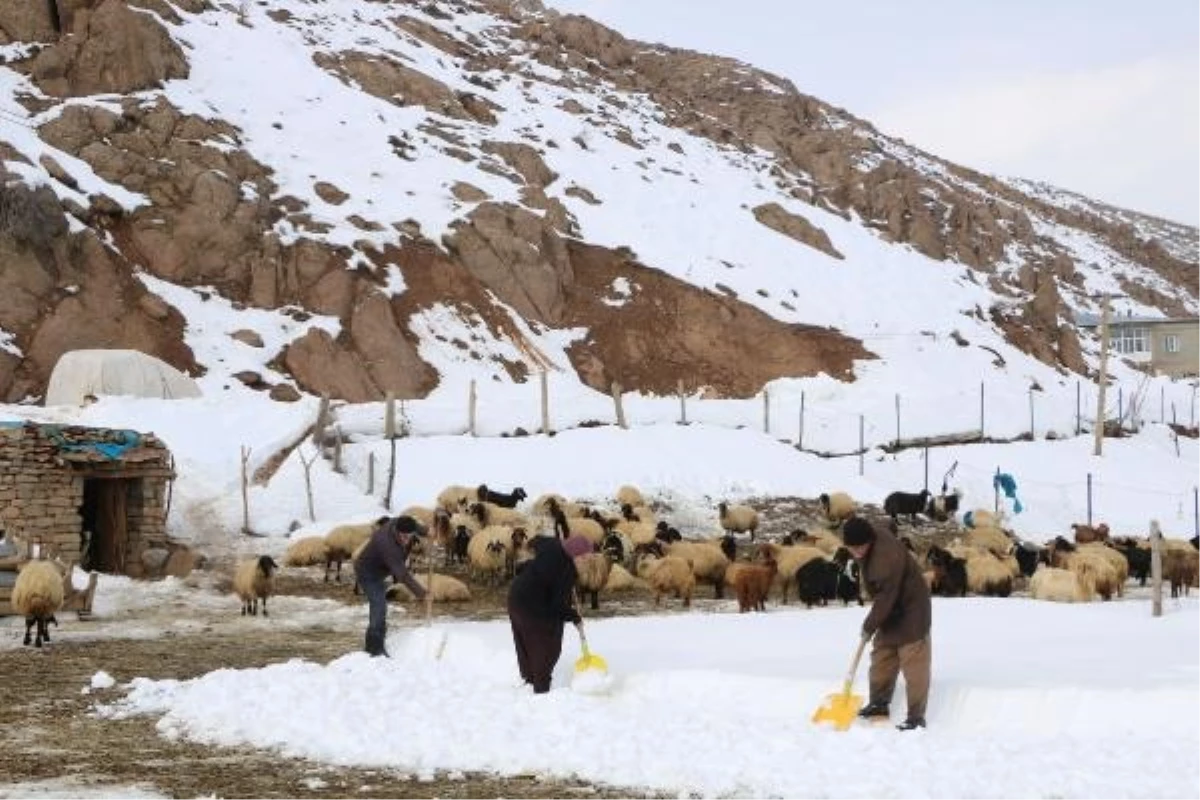 Besiciler hayvanlarını yazın biriktirdikleri otlarla besliyor